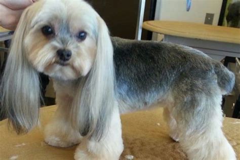 female shorkie haircuts|cute shorkie haircuts.